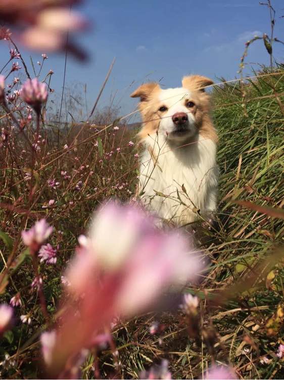 边牧一次能产几只崽,边牧跟拉布拉多生的孩子