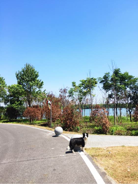 边牧一次能产几只崽,边牧跟拉布拉多生的孩子