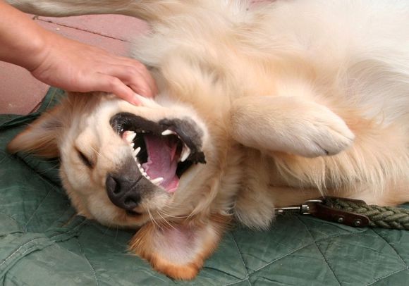 兽医科普类视频,兽医科普猫咪皮肤病