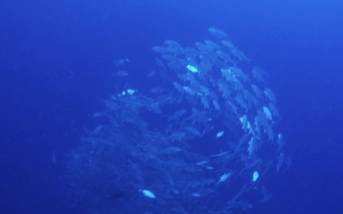 菲律宾潜水攻略 (菲律宾潜水游记)