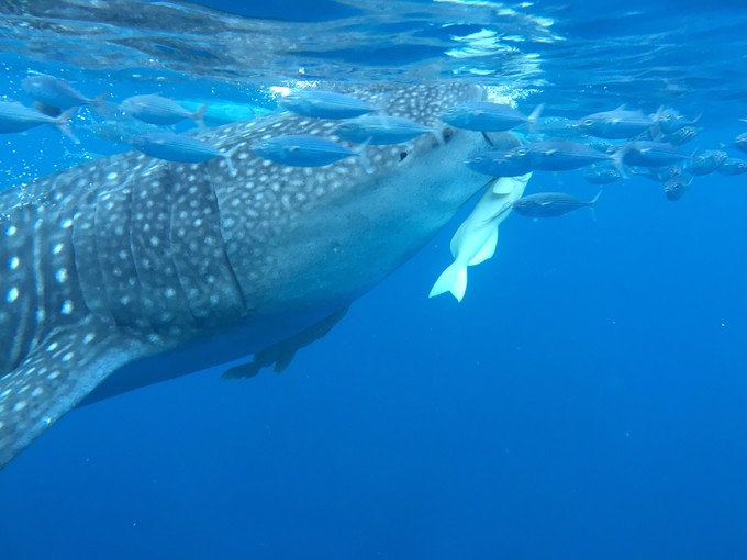 菲律宾潜水攻略 (菲律宾潜水游记)