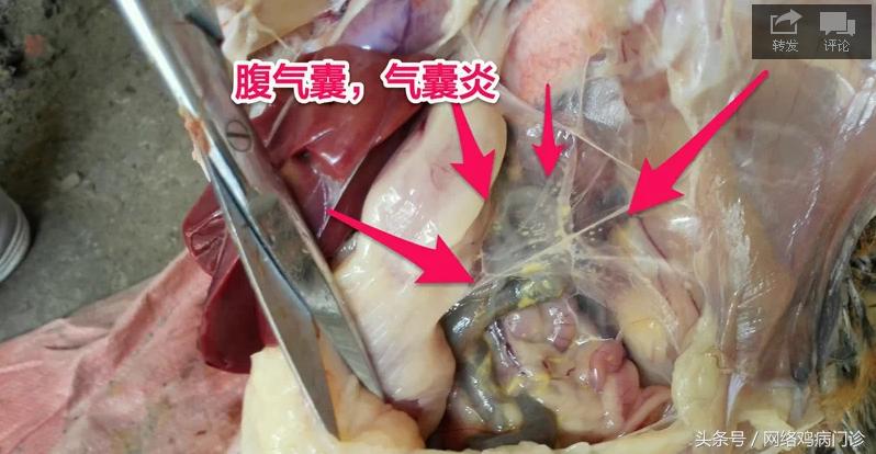 出诊记录之麻鸡再现新城疫流感混感