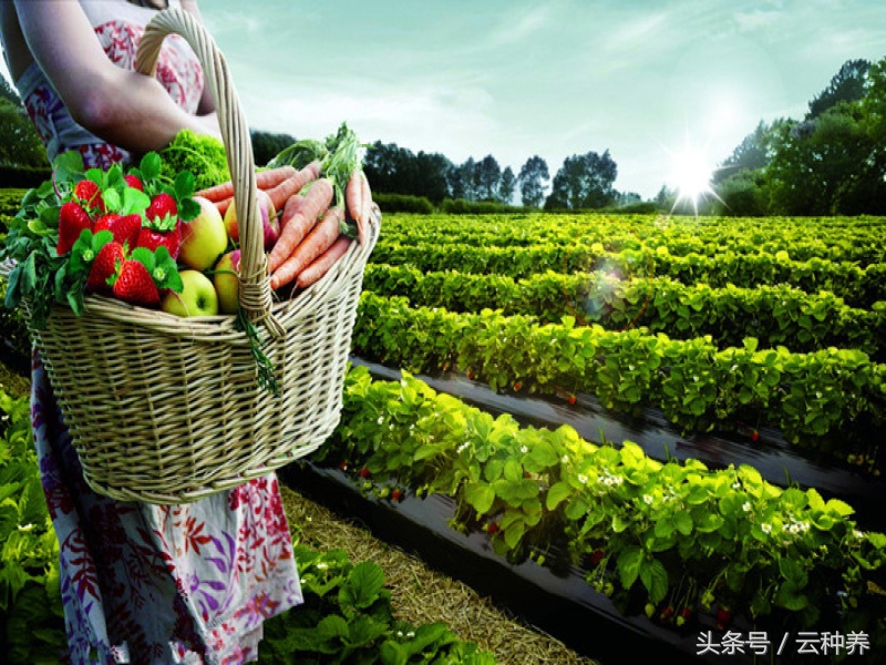 中国哪里可以做农场主,在国内怎么做个农场主