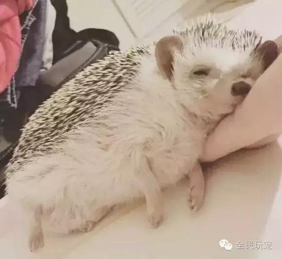 养过土狗的人都知道什么,养过狗的人都会知道的秘密