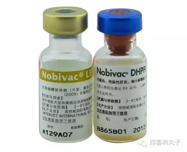 为什么狗狗打完疫苗就招虫,狗狗打完疫苗为什么像疯了一样