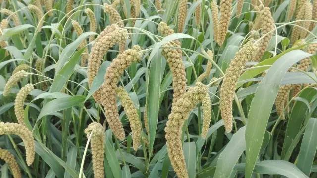 小米有10大神奇功效,小米的神奇功能