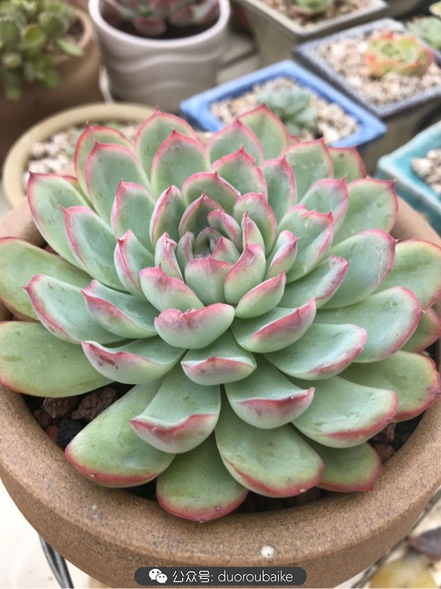 温差大多肉怎么会上色,温差大多肉才能出锦吗