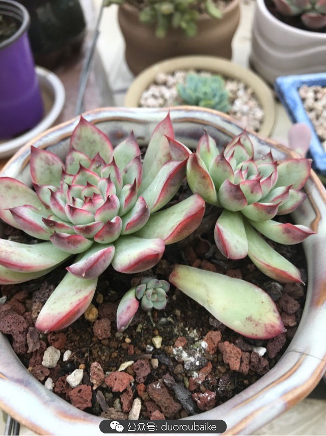 温差大多肉怎么会上色,温差大多肉才能出锦吗