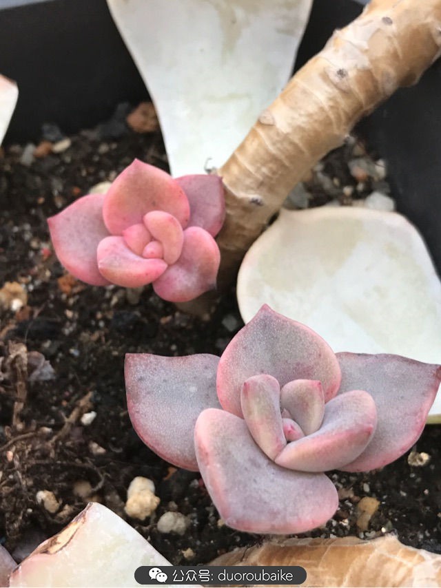 温差大多肉怎么会上色,温差大多肉才能出锦吗