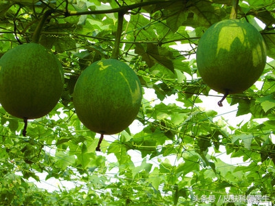 菜葫芦治疗糖尿病效果明显,哪种葫芦可以降血糖