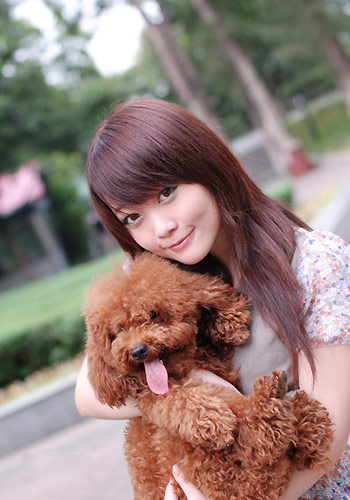 纯种泰迪有一点白毛正常吗,泰迪5个脚垫是不是纯种泰迪