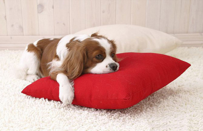 狗轻微中毒症状表现,狗异烟酚中毒症状