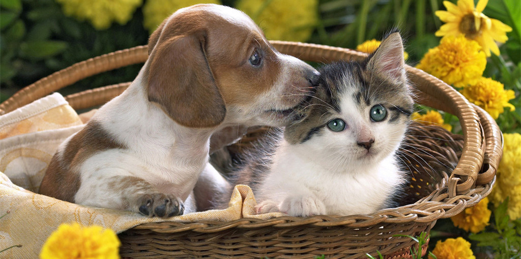 猫咪原发性癫痫怎么治疗,犬猫癫痫发作的主要原因