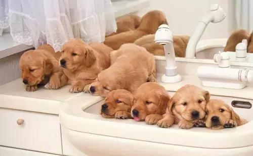 新西兰对动物都很友好吗,新西兰对待动物