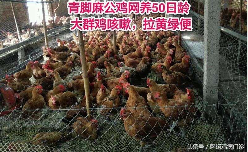 出诊记录之麻鸡再现新城疫流感混感