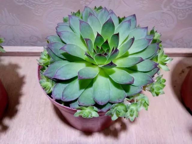 黑王子、观音莲、姬胧月养护教程