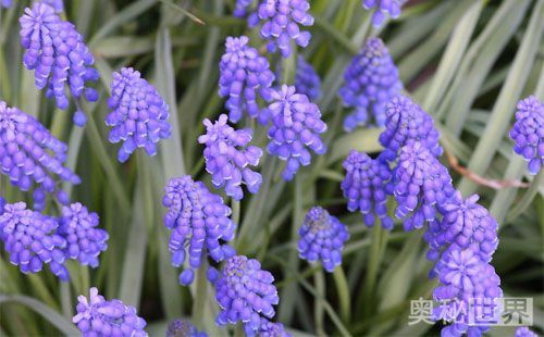 风信子水培开完花后处理流程,水培风信子开花后种球怎么处理