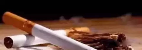 来吧来吧，崖柏吃、喝、抽、睡皆可以！