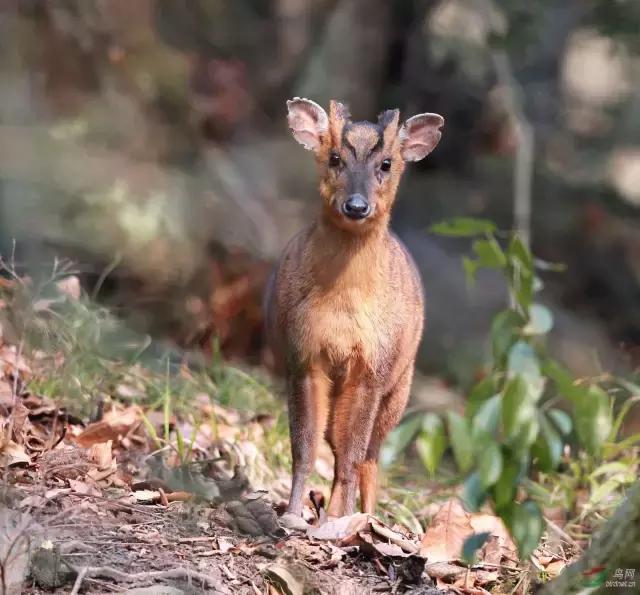 如果你来广元，我才不带你去剑门关嘞！