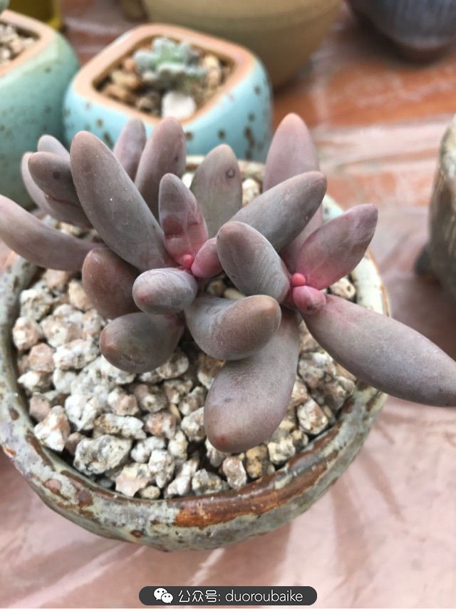 温差大多肉怎么会上色,温差大多肉才能出锦吗