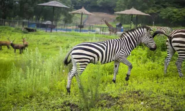 武汉十大漂亮女神,武汉最漂亮的十个女人