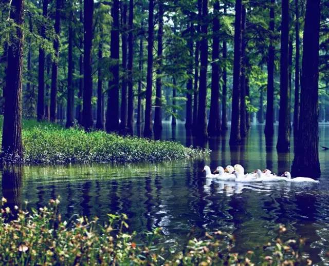 武汉十大漂亮女神,武汉最漂亮的十个女人