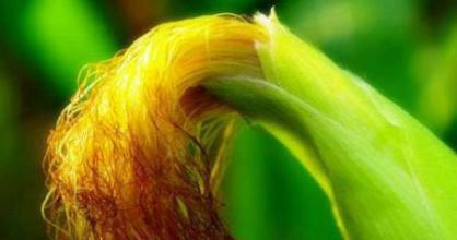 治肾病综合症的老中医,名老中医治肾病中药方剂大全