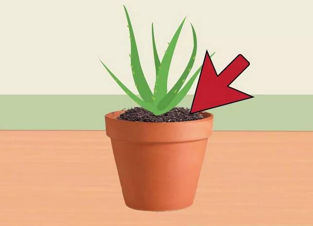 芦荟花烂根还能救活吗,如何救活蔫巴的芦荟