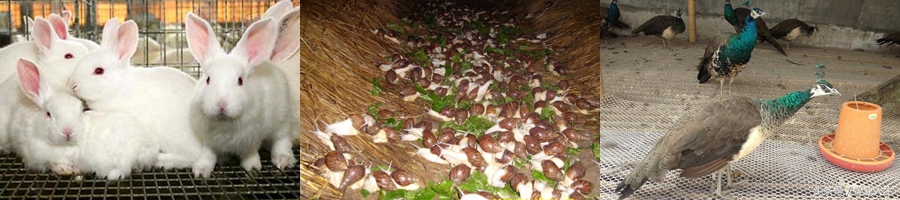 农业蔬菜种植致富项目,农业致富有什么好项目