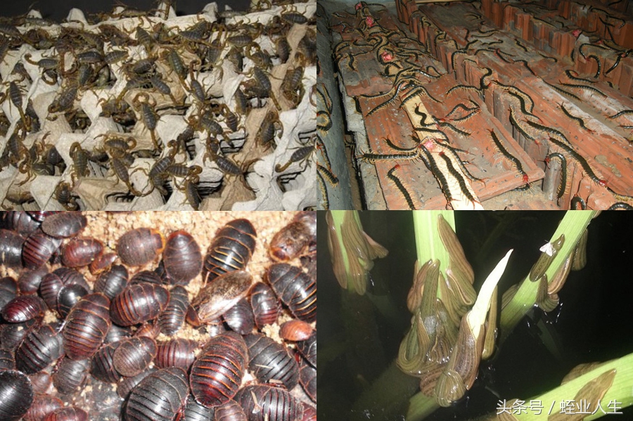 农业蔬菜种植致富项目,农业致富有什么好项目