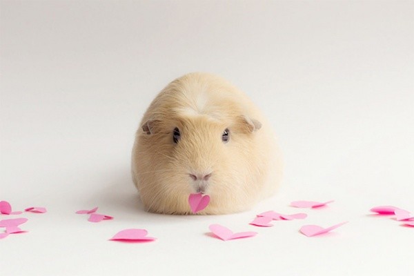 养一只荷兰猪需要花多少钱,养两只荷兰猪一个月需要多少钱