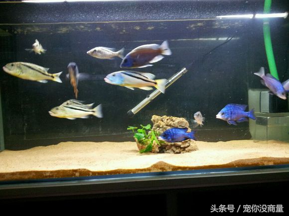 养鱼泥巴,养鱼的草泥