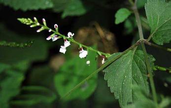 颈椎病，偏方大公开，转给身边需要的朋友吧！（收藏版上篇）