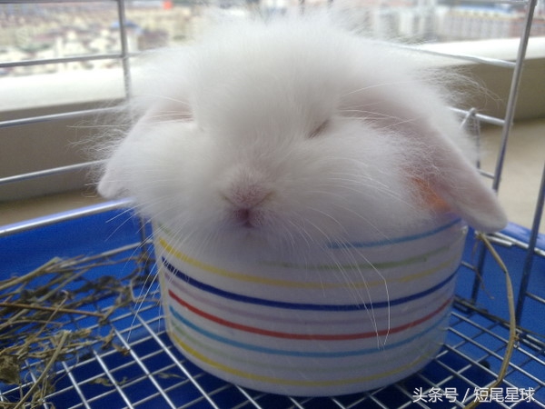 养兔子必须要知道什么,养兔子必须要知道的几件事