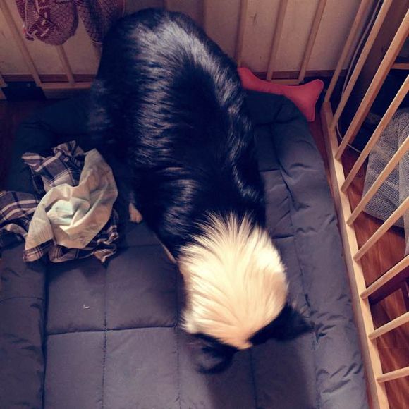 边牧一次能产几只崽,边牧跟拉布拉多生的孩子