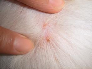 兽医科普类视频,兽医科普猫咪皮肤病