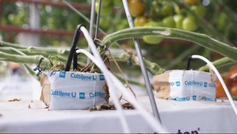 沙漠里种西红柿？澳大利亚15%西红柿来自这家沙漠农场