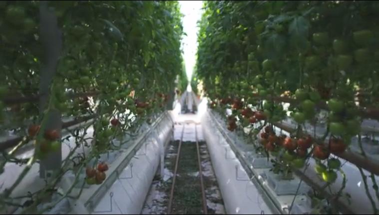 沙漠里种西红柿？澳大利亚15%西红柿来自这家沙漠农场