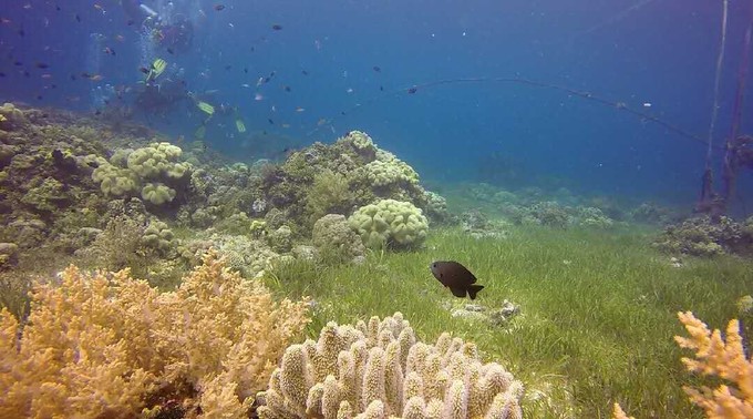 菲律宾潜水攻略 (菲律宾潜水游记)