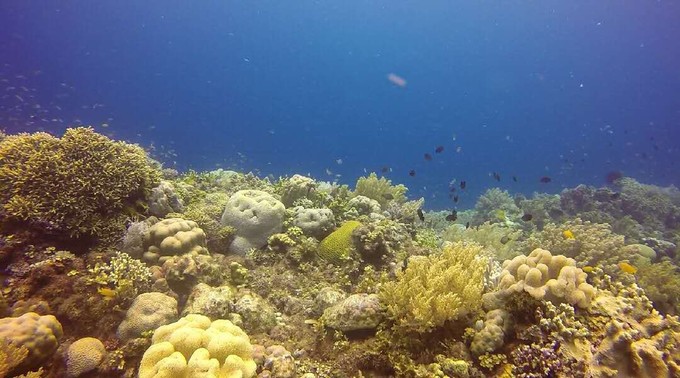 菲律宾潜水攻略 (菲律宾潜水游记)