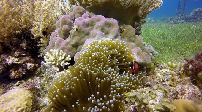 菲律宾潜水攻略 (菲律宾潜水游记)