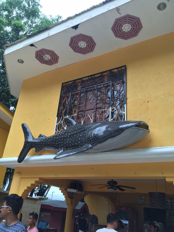 菲律宾潜水攻略 (菲律宾潜水游记)