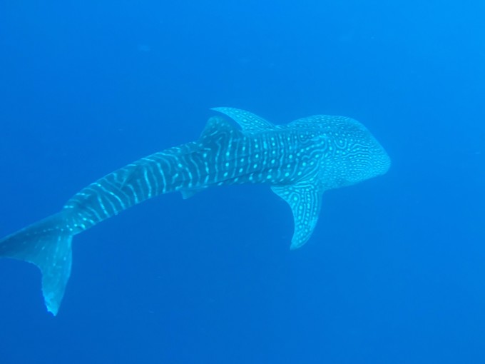 菲律宾潜水攻略 (菲律宾潜水游记)