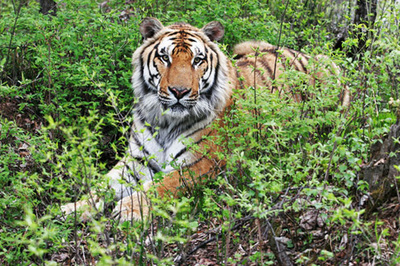 延边境内的长白山,天池之州延边