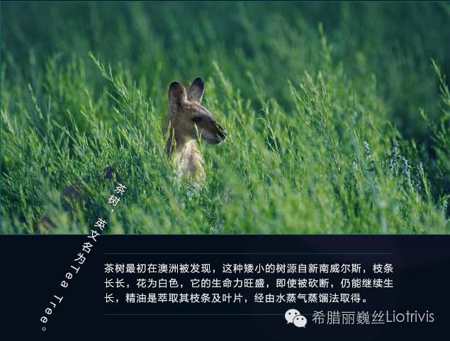 用了茶树精油祛痘脸上干燥起皮 (茶树祛痘凝胶精油功效怎么样)