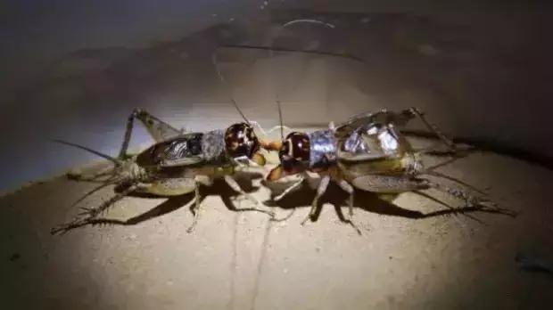 春秋斗蛐蛐历史,斗蛐蛐是哪个朝代的历史