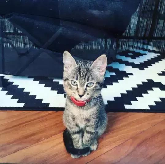 听说养猫的人很有福气吗,听说养猫的男生更容易脱单