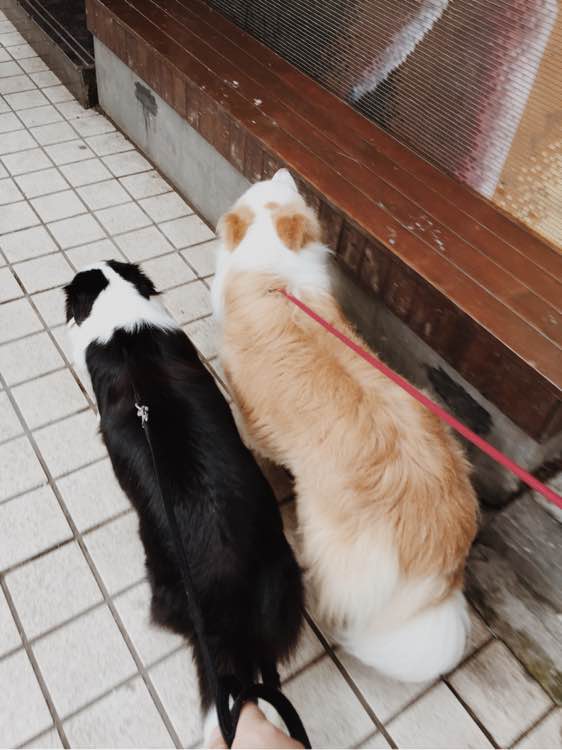 边牧一次能产几只崽,边牧跟拉布拉多生的孩子