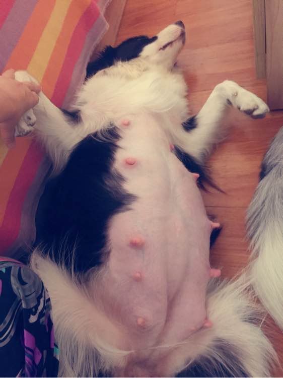 边牧一次能产几只崽,边牧跟拉布拉多生的孩子