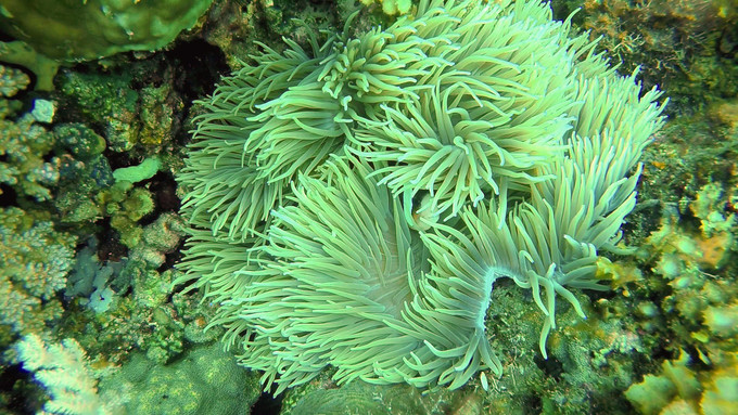 菲律宾潜水攻略 (菲律宾潜水游记)